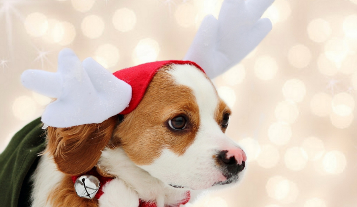 三个月大的狗狗总是咬人手脚和裤腿，屡教不改，可以这样做。