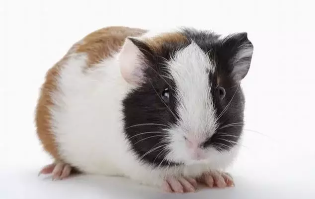 [属鼠]属鼠人：未来三天将发生大事件，是喜上喜？