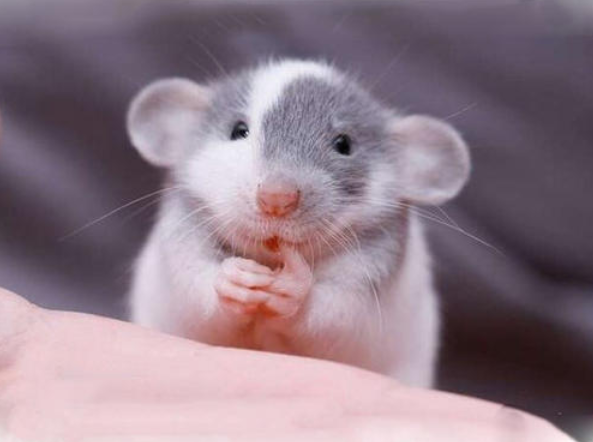 运势■6月中旬财源滚滚而来,3大生肖大运临门,贵人指路,再也不吃苦