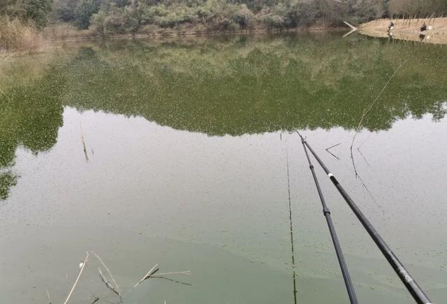 『饵料』陈年老塘难钓鱼，是浆层太厚鱼难寻钩饵？错，是窝里根本没鱼