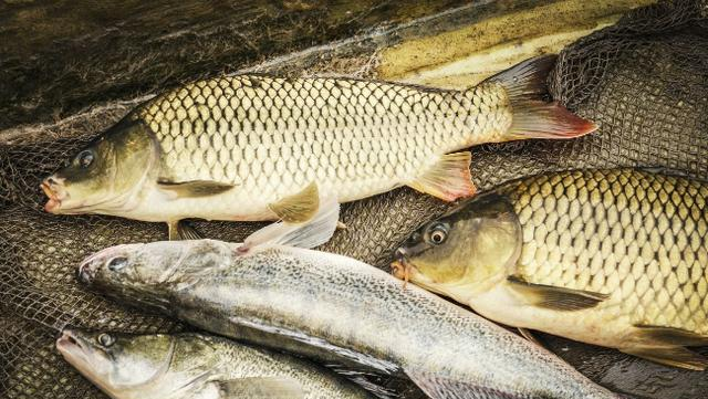 饵料|秋季野钓、黑坑钓大板鲫如何诱饵才能上鱼？这些实战技巧一定要学