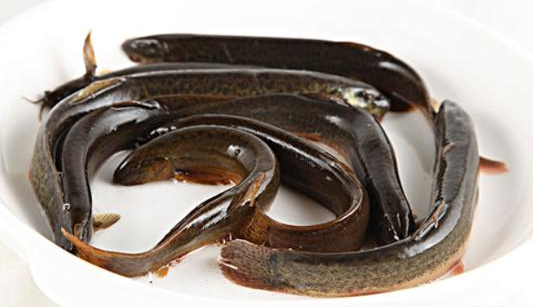 【】泥鳅需要掏内脏吗？不掏能吃吗？看完你就知道了！