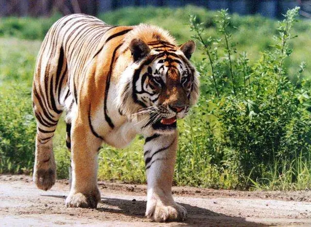 星座男@“虎虎虎”，您是哪年出生的？看看是不是发财虎！