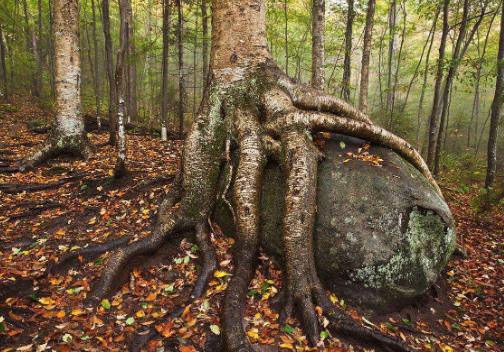 科学家|世界上最硬的树，比钢铁还硬，子弹都打不穿，科学家至今解开它的秘密