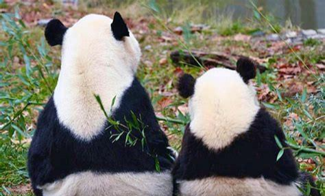 #后代#动物老了没生存能力时,它的子女会养育照顾它吗?