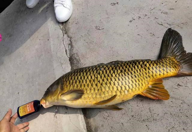 饵料|液态中药鱼饵添加剂，居然不是药酒？解密“牛肉汤”钓鱼的真相