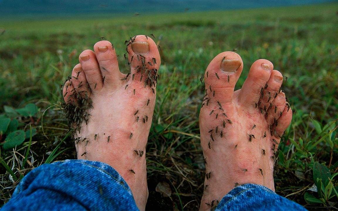 ##假如我们把全世界的蚊子都消灭了