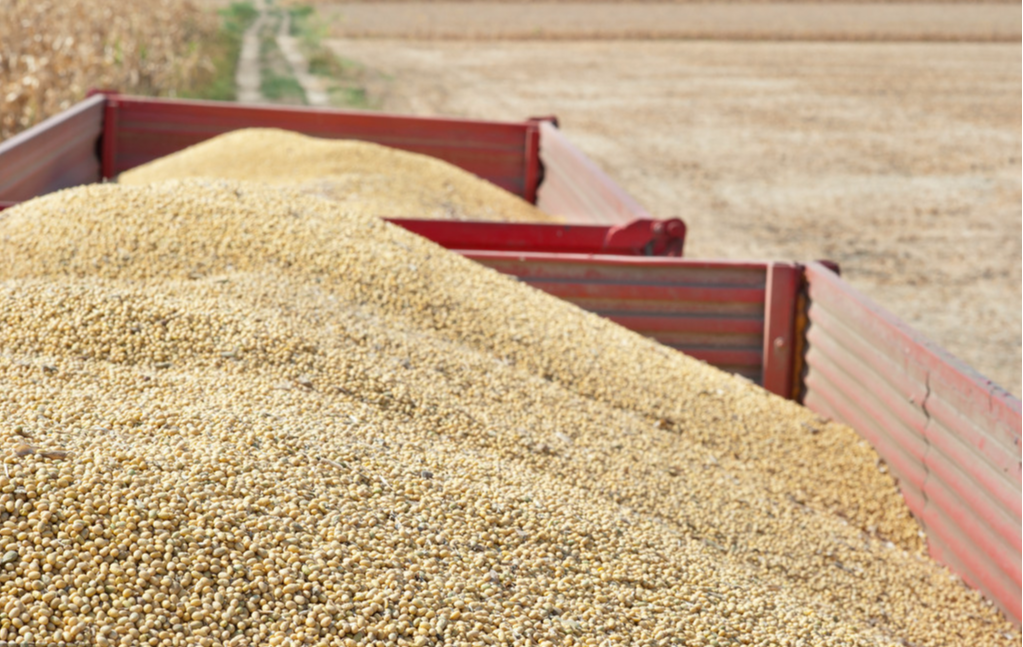 粮价▲全球确诊330万！国内哪种粮食会是今年上涨的黑马？答案来了