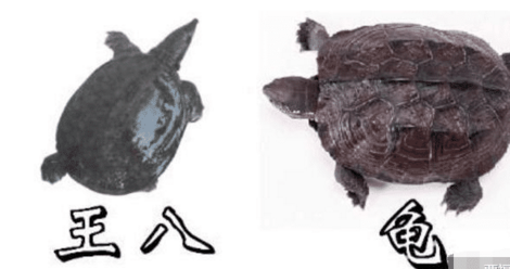 外星文明|王八、乌龟、鳖、甲鱼傻傻分不清楚?他们是不是同一个祖先?