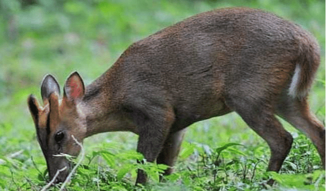 「大熊猫」中国捂得最严实的动物，比大熊猫金贵，外国人眼红就是没法得到