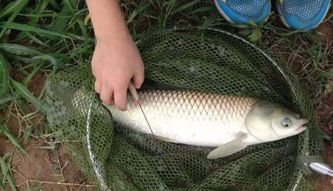 「点对点」双钩挂“老坛玉米”怎么调漂？根据野钓鱼种，点对点讲解调漂方法——盛世三渔