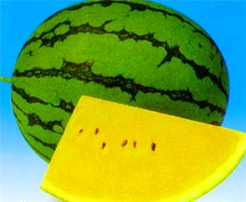 巴厘岛|沙漠中遍地是西瓜,为何探险家宁愿渴死也不吃?当地人:吃了才是傻