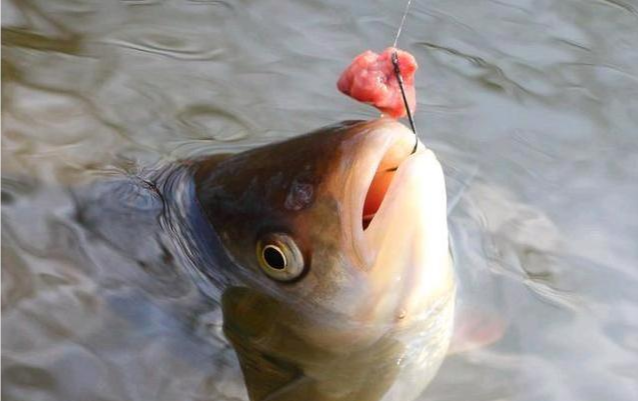 饵料|夏季夜钓有效饵料配方，就用这三招，一用一个准！