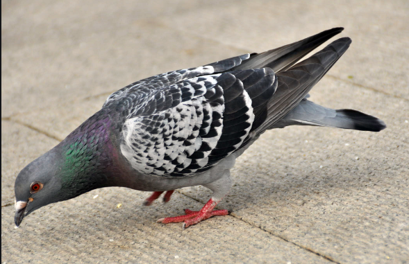 老鸽子离开家飞回来又飞走了，原因在这几个方面。
