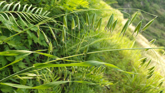 生肖|自尊心强，心高气傲的三生肖，很在意别人的看法