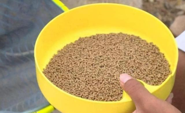 佛系|秋钓诱鱼还在一味打大窝?醒醒吧!按我说的做,根本不怕钓不过瘾