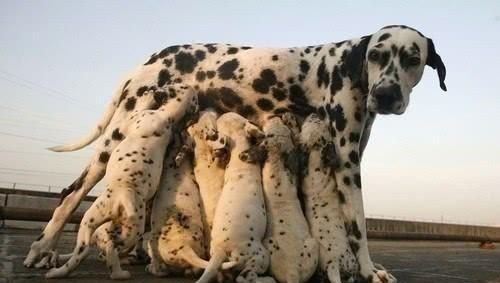 【科学家】人类的极限寿命是几岁？科学家通过研究细胞分裂，得出理论值