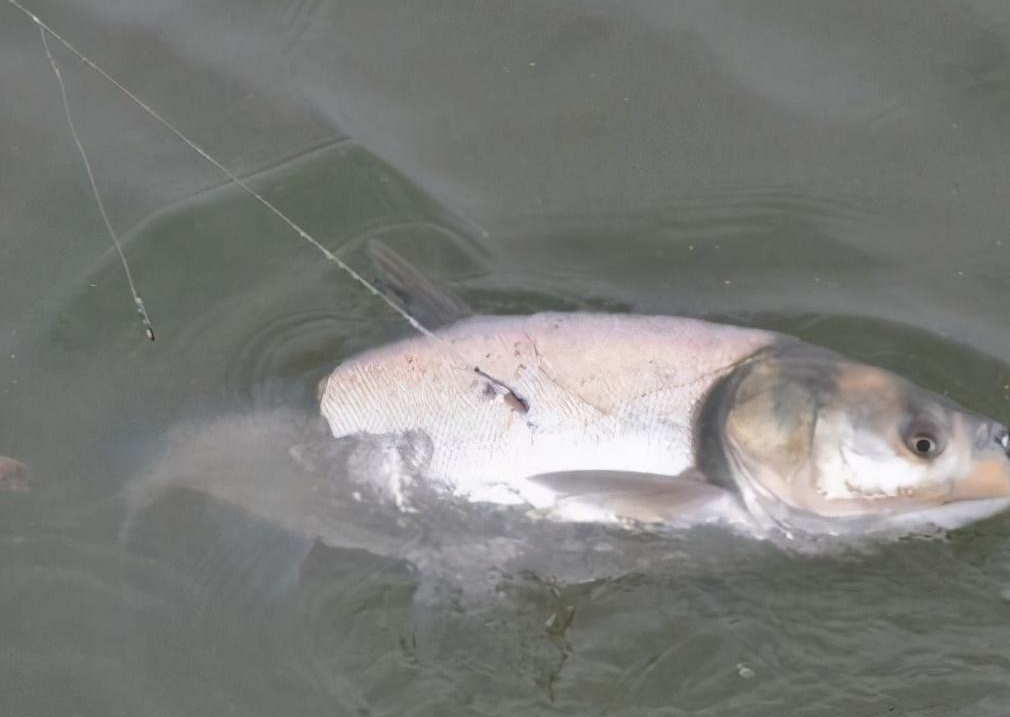 鲢鳙|秋钓鲢鳙全攻略，错过此季要等一年，大胖头真的信手拈来