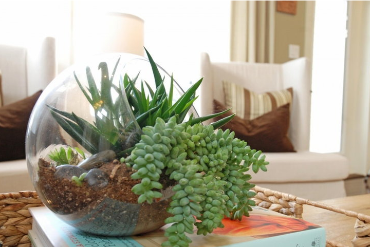 3个迷你园艺想法 ，为房屋增添自然感