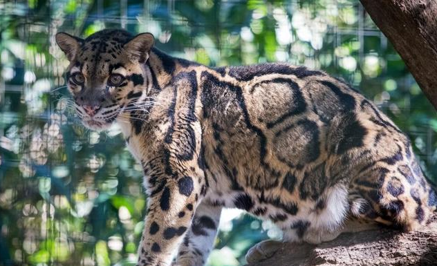 []云豹和狼谁厉害？