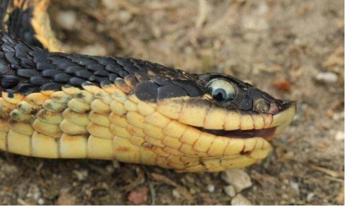 毒蛇|身为毒蛇的猪鼻蛇，为什么遇到危险就“装死”，从不敢主动攻击？