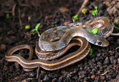 『毒液』世界3大“恐怖”毒蛇,第一位毒液“无敌”,眼镜王蛇沦为垫底