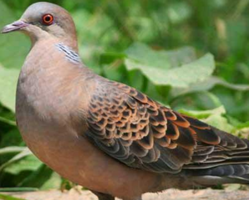 当鸽子慢慢进入成熟的时候，还是有很多特点的，比如羽毛变得非常光亮和以下几种！