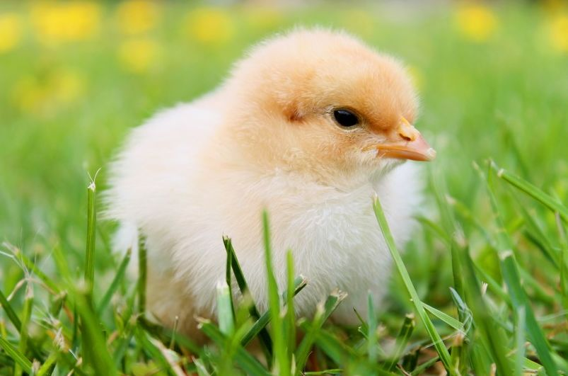 「属鸡」生肖鸡同志：未来三天家里有大喜事