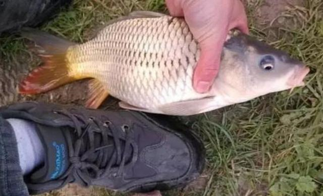 「」热天不一定钓不好鱼？找到3个“风水宝地”，鲫鲤鱼接二连三的上