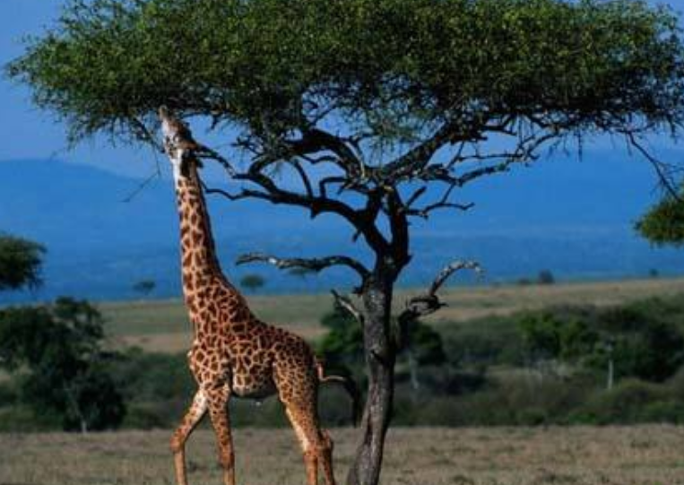 「科学家」早被人体淘汰的器官,如今再度出现,这是人类进化史上的退化吗?