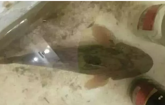 「」这鱼一直被认错，实为入侵物种，因为味道鲜美，现如今一斤卖到60元