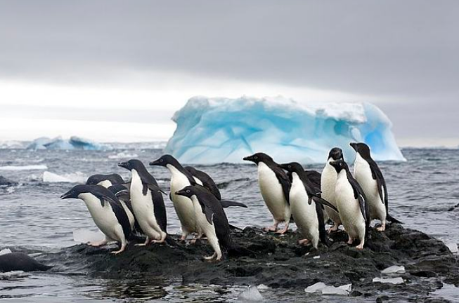 南极■地球环境岌岌可危，南极又传出坏消息，连太空上都能看得见！