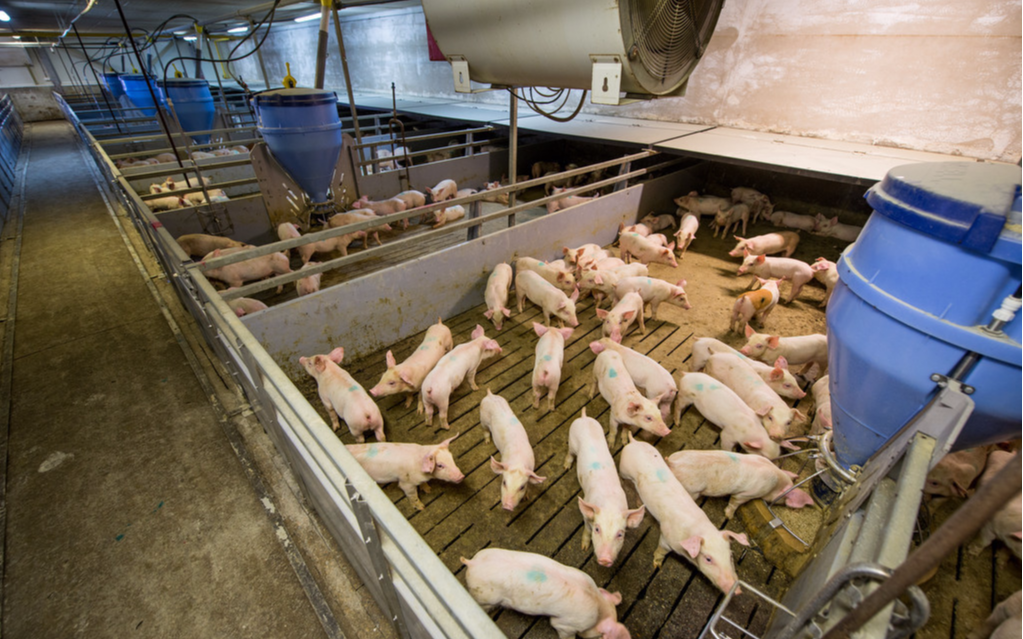 「拍卖」玉米价格会不会随着行情的冷却，进入下滑通道？三个原因要了解