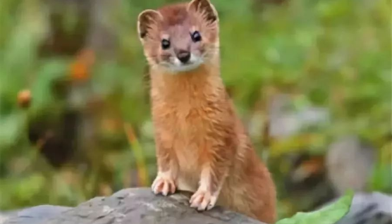 黄鼠狼|为何老人总是说黄鼠狼杀不得？科研表明，原来还真的不能杀