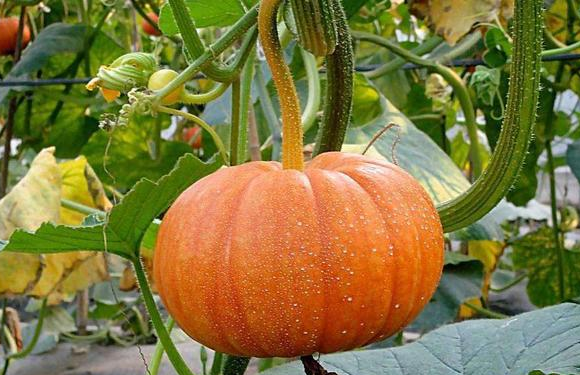 饵料|钓草鱼素饵才是王道,钓鱼高手给你分享几款好用素饵——盛世三渔