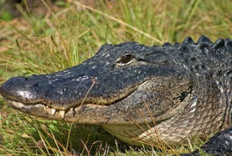 鳄鱼|全球最“惨”生物，剥皮后被出售，当地人靠它一年收入4亿