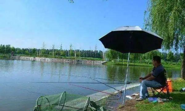 鲤鱼|夏钓鲤鱼速成法则！（你不得不掌握的钓鱼知识）