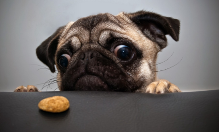 腹泻和胃部不适是犬的常见问题。