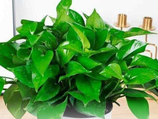 |办公室适合养什么花卉?