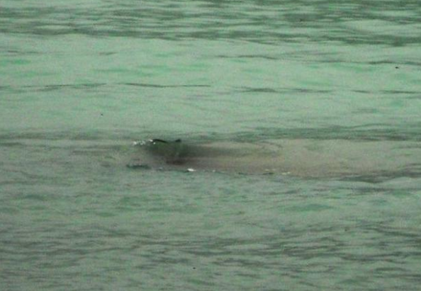 喀纳斯湖@新疆湖泊发现“水怪”,牛羊被拖走无人敢接近,专家看后得出答案