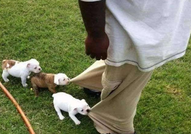 三个月大的狗狗总是咬人手脚和裤腿，屡教不改，可以这样做。