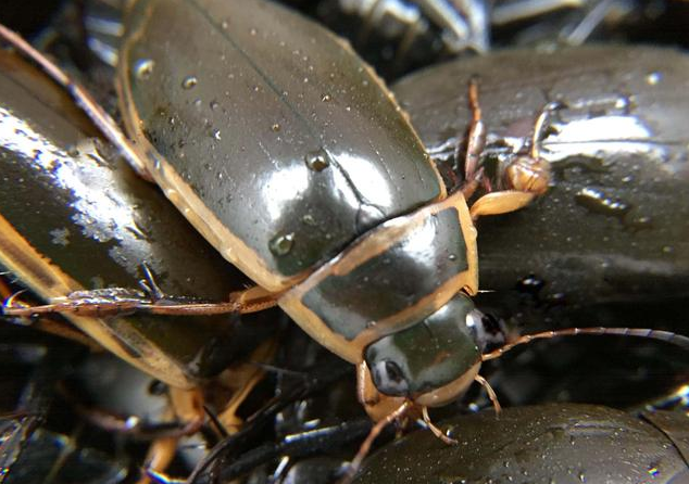 庞巴迪|被天敌吞下，却又能从体内逃出生天的动物，到底有多恐怖？