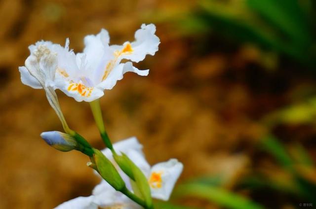 「运势」6月运势攀升，吉星高照，事业大有成就的4大生肖