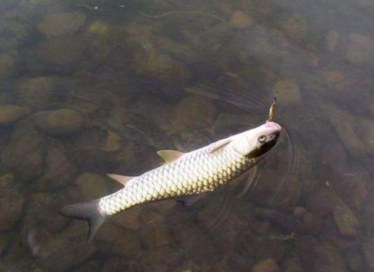 水库|资深野钓高手分享水库钓鱼技巧,让你轻松就有好渔获——盛世三渔