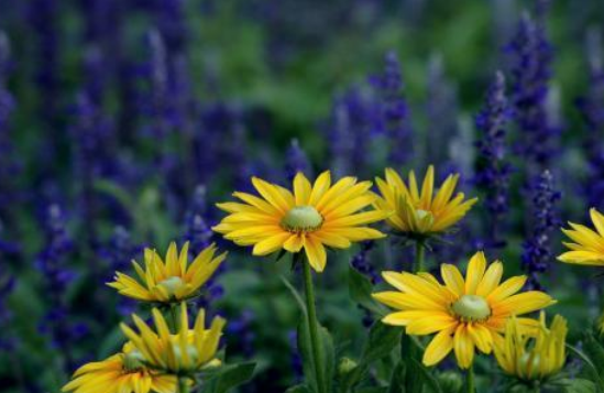 #生肖#妈妈属哪个生肖，子女智商高，长大后出息不会小，日后成栋梁