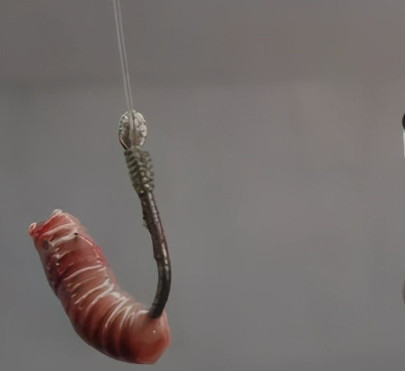 玉米|穿蚯蚓时把钩尖露出来会影响鱼吃饵吗?老钓友是这样解释的