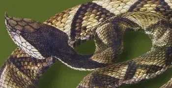 毒蛇▲中国十大毒蛇，毒性都相当可怕，遇上了就赶紧跑