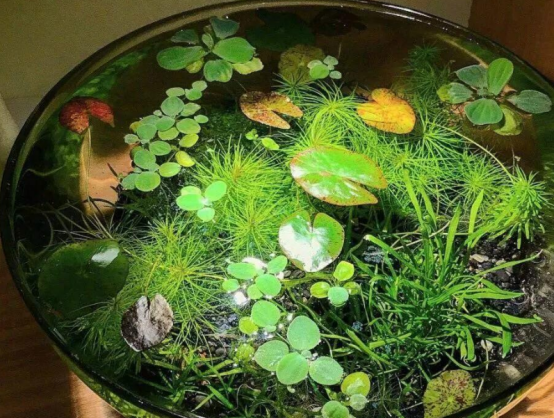 初次养鱼的时候，这些方法应该学会，让自己做到巧妙应对