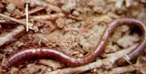|“万能饵”蚯蚓挂不上钩？你不知道的蚯蚓正确使用方法，了解一下