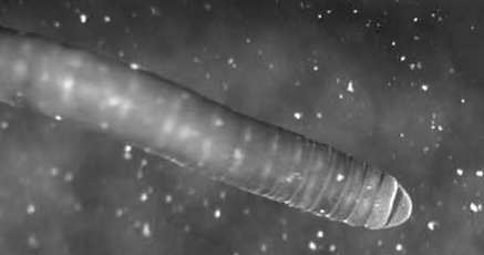 科学家@地球上惟一冻不死的动物